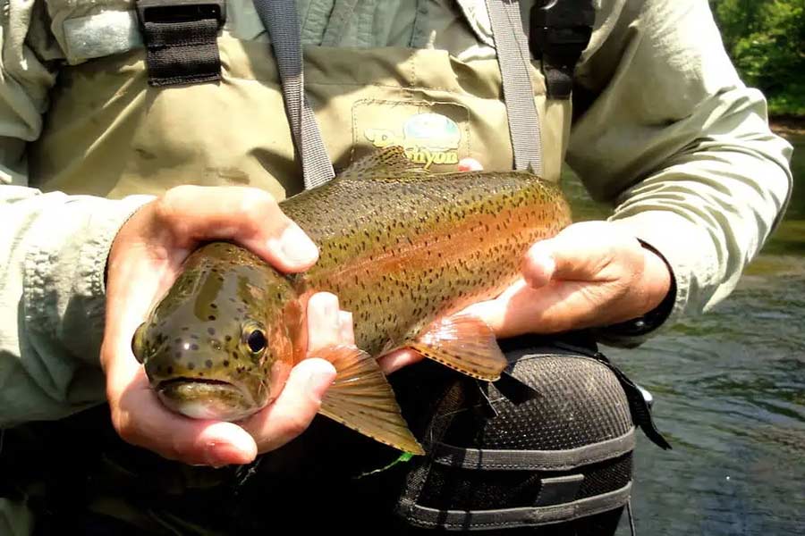 Types of fish in Ocoee River