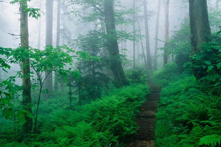 Hiking in woods - Raft One Outfitters